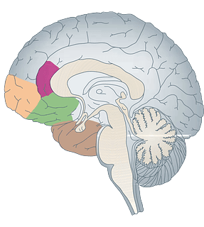 Brain and Memory PLR Articles